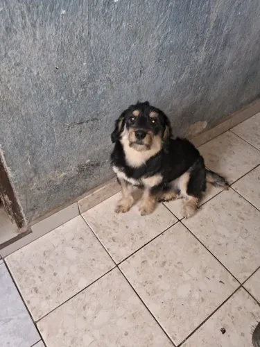 Cachorro filhote