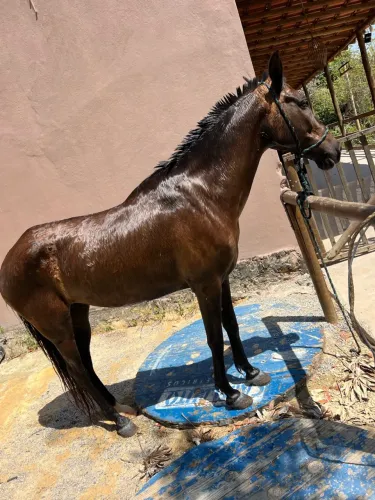 Vende se uma égua linda