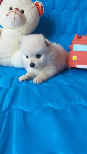 Filhote de Spitz alemão o floquinho de amor que encanta a primeira vista