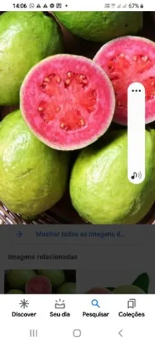 MUDAS JABUTICABA adultas E FRUTÍFERAS