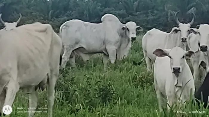 826 alqueires por 64 milhões no Pará