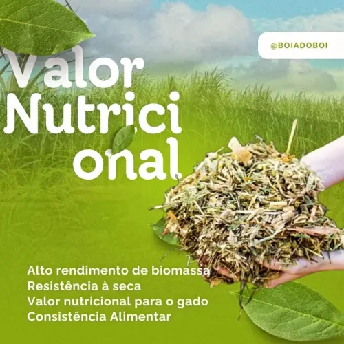 Silagem de alta digestibilidade Boaidoboi