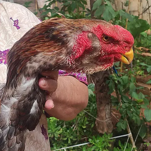Frango e Franga Indio Bico de Papagaio com 5 meses