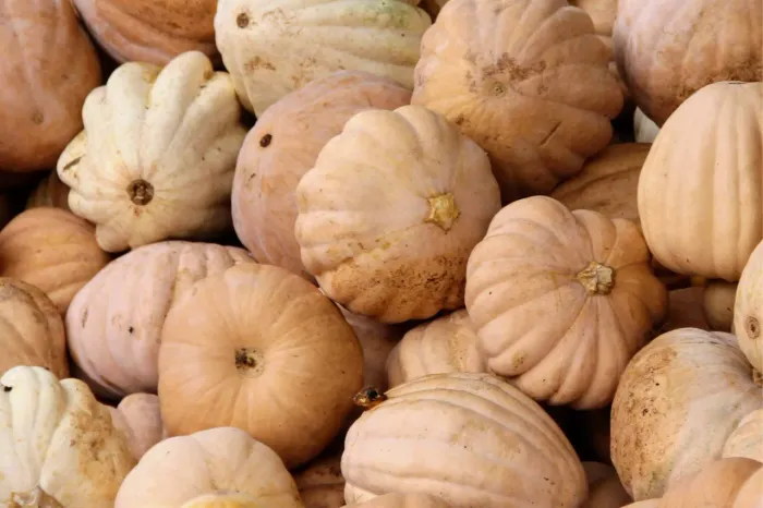 Abobora - parceiros, atravessadores