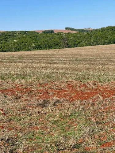 Fazenda 250 alqueiro