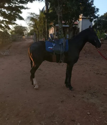 CAVALO CASTRADO  Mangalarga Marchador - Barukh do Folgado