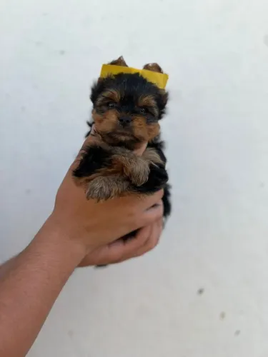 Um verdadeiro príncipe de quatro patas