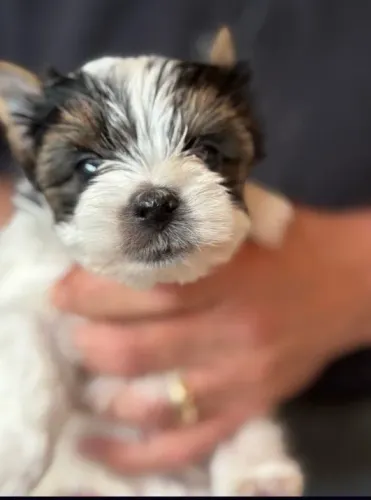 Biewer Terrier, amor em forma de filhote! Tenho machos e fêmeas.