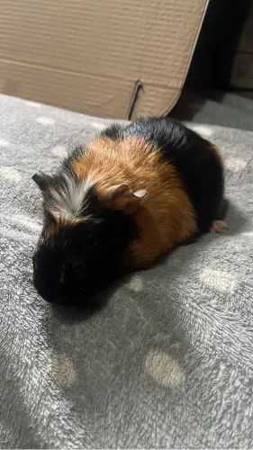 Porquinho da índia filhotes