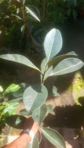 Ficus elastica 