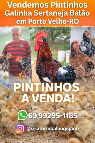 Galinha Sertaneja Balão GSB
