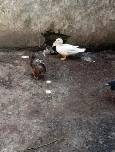 Pato ( Carolina