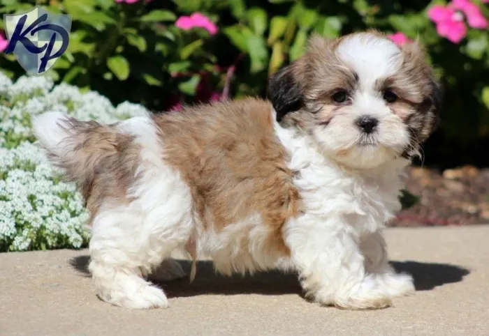 Lhasa Apso fêmea Peludinhos Que Vão Roubar Seu Coração