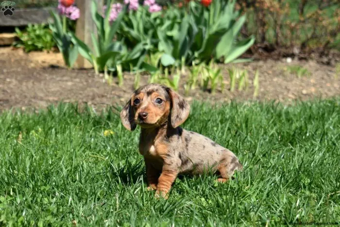 Últimos Dachshund Disponível