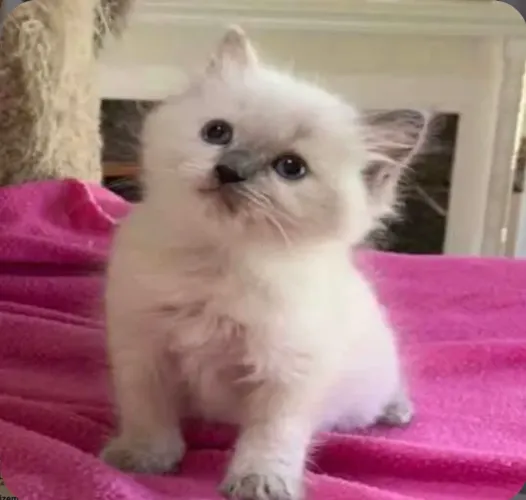 Filhotes de gato Siberiano e de gato Ragdoll