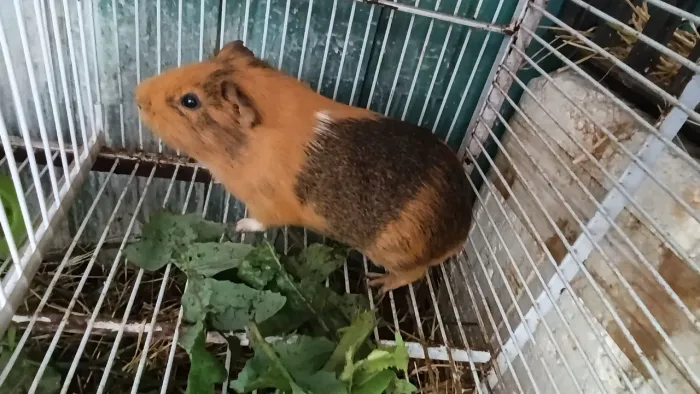 Porquinho da índia
