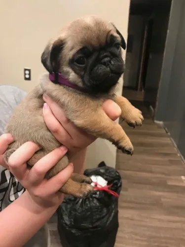Pug Paz que se espalha pela casa