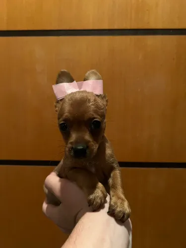 Fêmeas de Pinscher n1