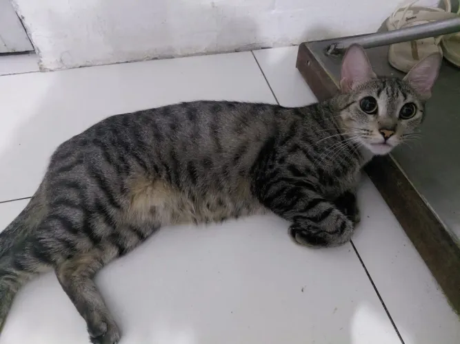 Animais de estimação
