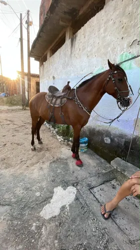 Cavalo 