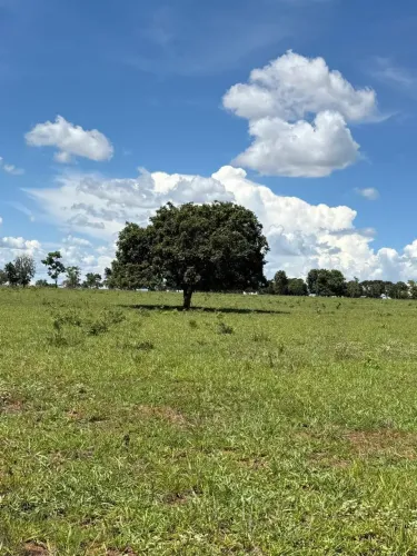 Fazenda Camapua - MS