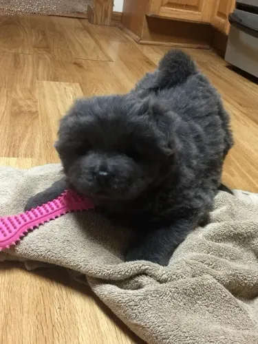 Chow Chow,Chow Chow Filhote Top Padrão da Raça