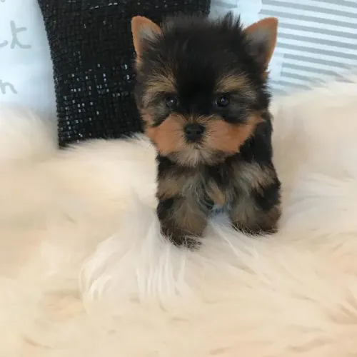 Lindo Filhote de Yorkshire Terrier