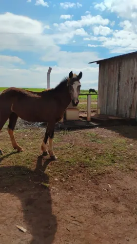 Vendo égua pampa mancinha animal de criança anda 