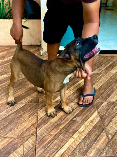 Raça presa canário