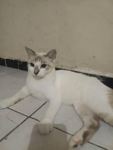 Doando gatinha 