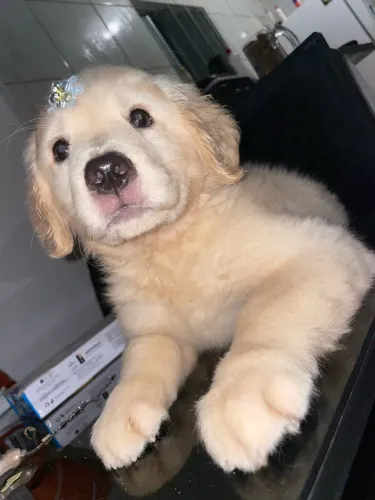 Filhote Golden retriever