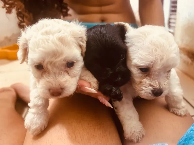 filhotes de cachorrinhos maltês com poodle