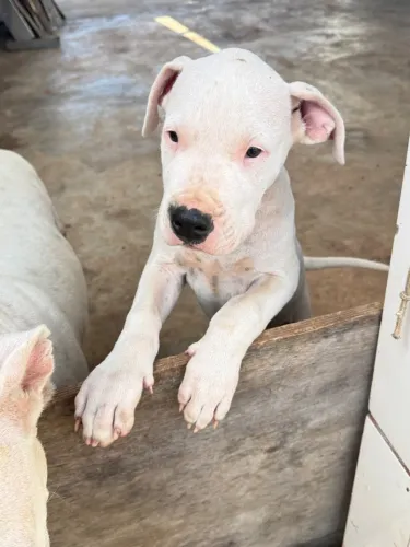 Dogo Argentino 