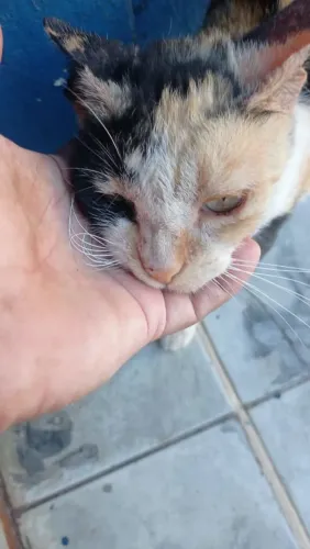 Linda gata muito amorosa