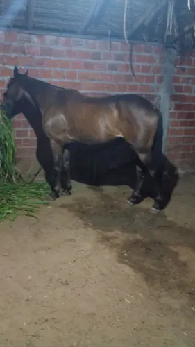 Vende cavalo de boi no limpo e boi na boi moita
