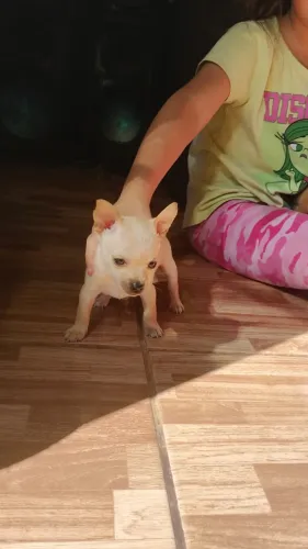 Animais