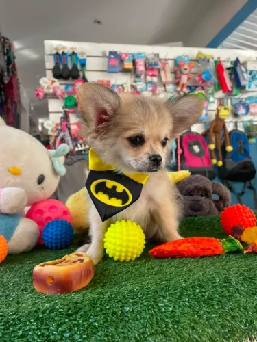 Chihuahua macho pelo longo 