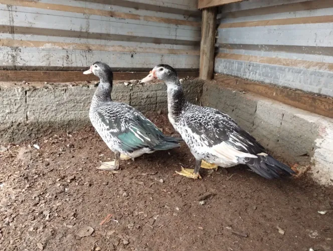patos