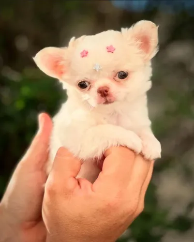 Chihuahua Fêmea Pelo Longo!! Uma Menina Linda.