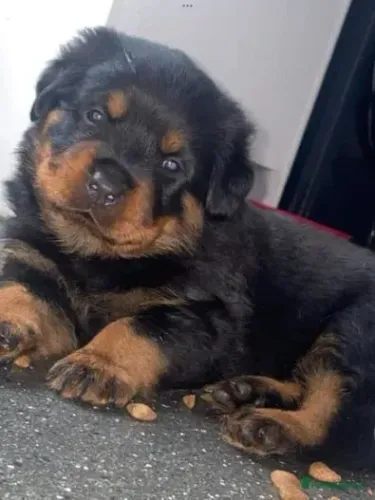 Filhotinhos rottweiler miniatura de linhagem selecionada