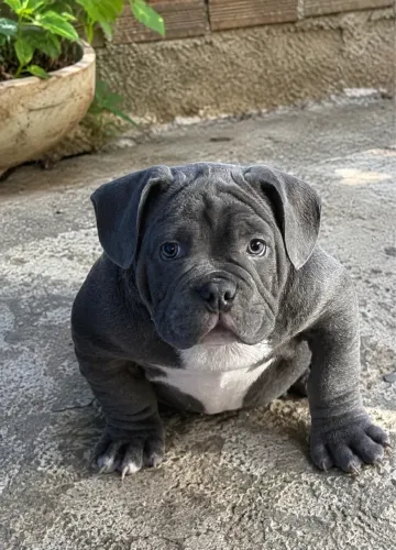 American bully - micro 