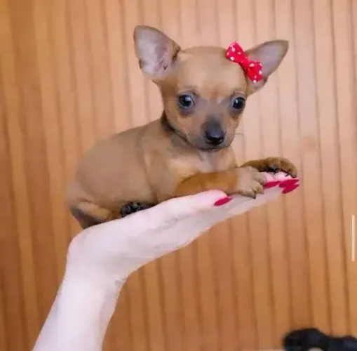 Pinscher fêmea 