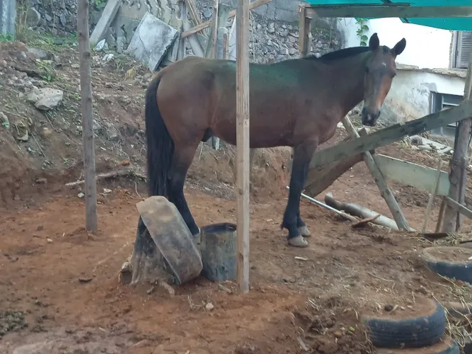 Cavalo castrado macha picada