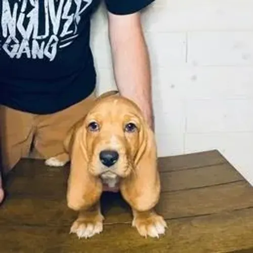 Basset Hound,Basset Hound Filhote Muito Amoroso e Dócil