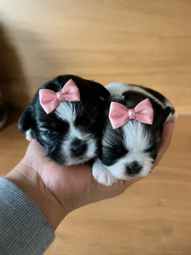 Shihtzu para reserva