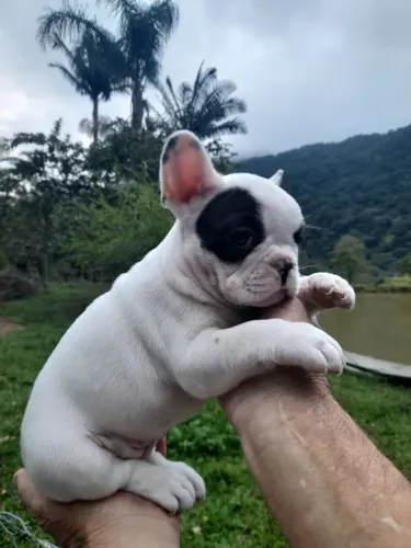 Buldogue francês 