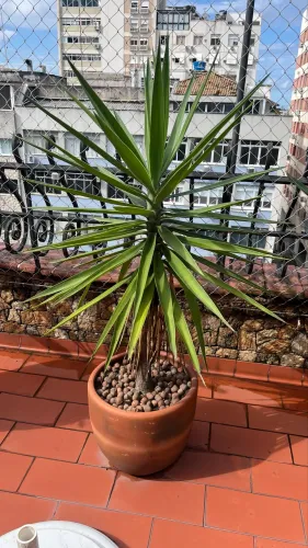 Vaso com planta