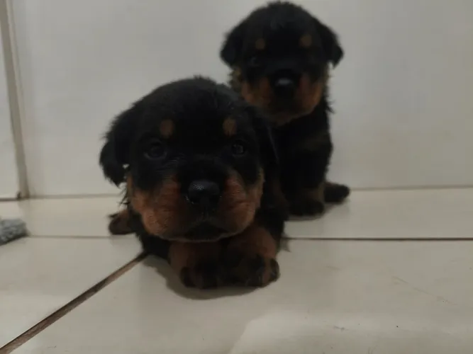 Filhotes Rottweiler de Pedigree
