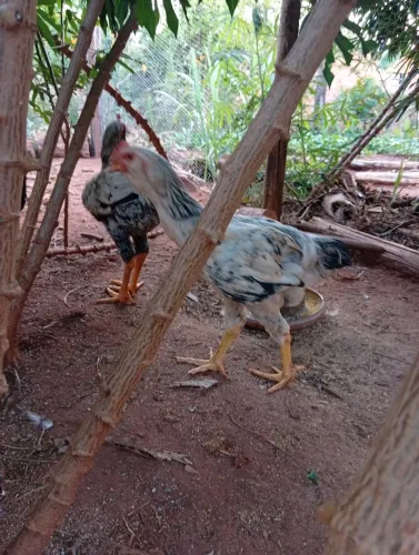 Casal galinha sertanejo balão