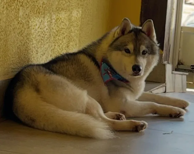 Husky Siberiano Puro - Lindo, Vacinado & Doação Responsável